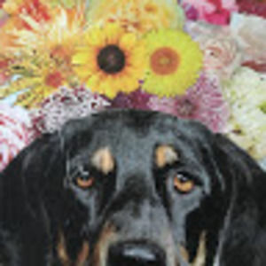 Meet your Posher, Amelia